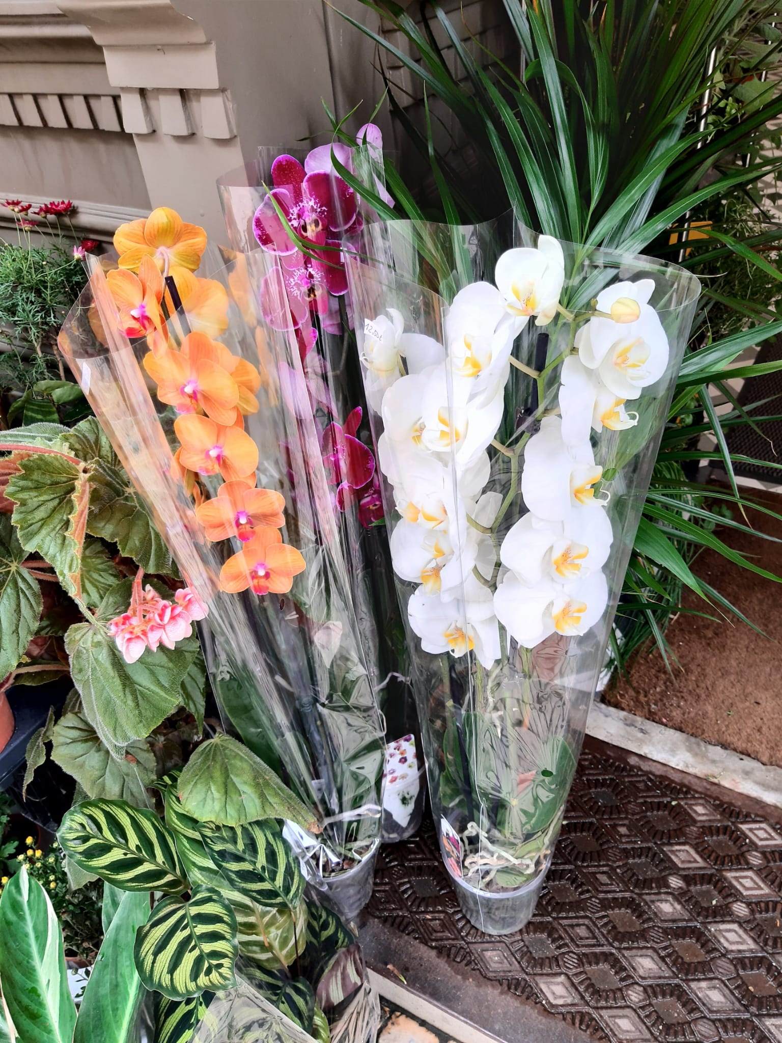 Orquídeas Phalaenopsis 